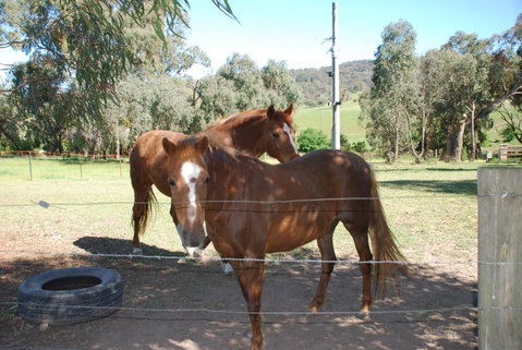 Bluegum Ridge Cottages - Broome Tourism 34