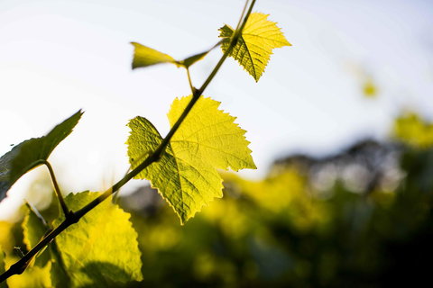 Polperro Villas - Broome Tourism 23