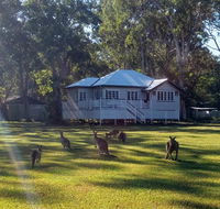 Lake Weyba Noosa Lodge  Kangaroos - Broome Tourism