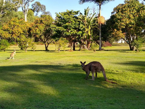 Lake Weyba Noosa Lodge & Kangaroos - Broome Tourism 8