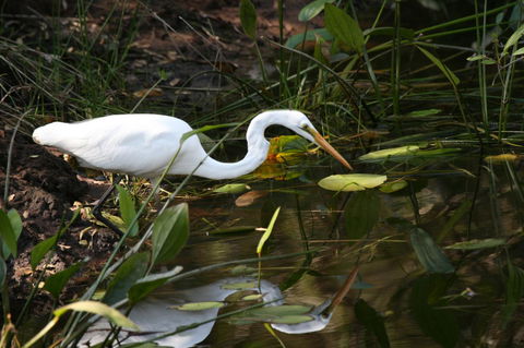Lake Weyba Noosa Lodge & Kangaroos - Broome Tourism 33
