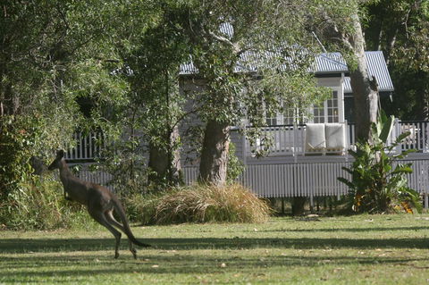 Lake Weyba Noosa Lodge & Kangaroos - Broome Tourism 31