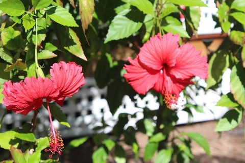 Amaroo On Mandalay, Magnetic Island - Broome Tourism 35