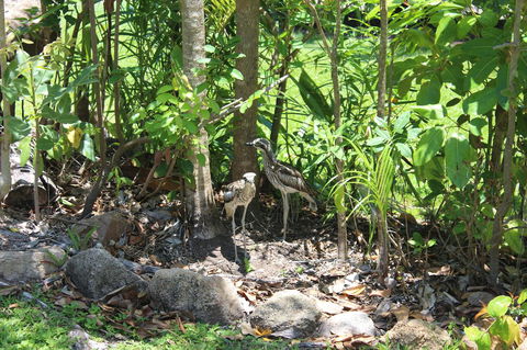 Amaroo On Mandalay, Magnetic Island - Broome Tourism 40