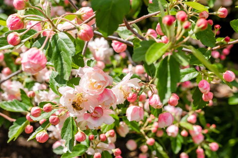 Apple Blossom Cottages - Broome Tourism 3