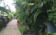 Casuarina - thumb 21