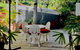 Casuarina - thumb 19