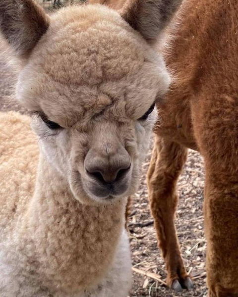 Gundaroo Retreat - Broome Tourism 0