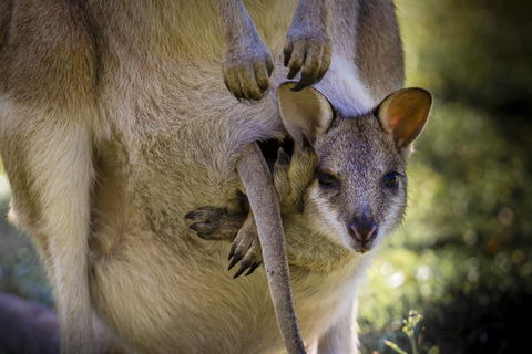 Bamurru Plains - Broome Tourism 3