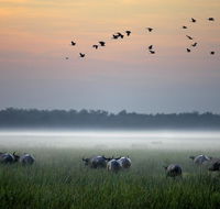 Bamurru Plains - Broome Tourism