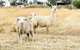 Ross Creek Farm Stay - thumb 0