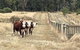 Ross Creek Farm Stay - thumb 3