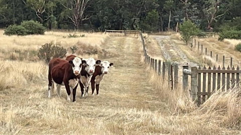 Ross Creek Farm Stay - Broome Tourism 3