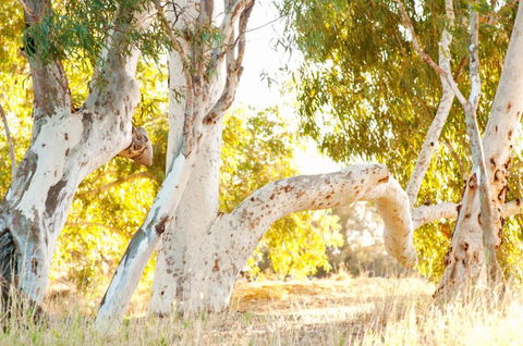 Wooramel River Retreat - Broome Tourism 3