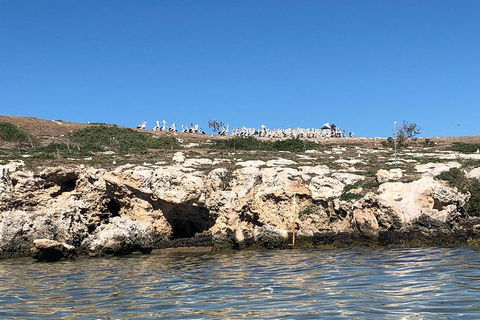 Penguin Island And Fremantle - Canoe, Chocolate & Coffee - Broome Tourism 5