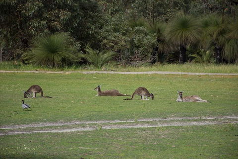 Yanchep & Lancelin - Wildlife, Cave And Sands - Broome Tourism 0