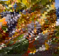 Full Day Tamar Valley Wine Tour - Broome Tourism