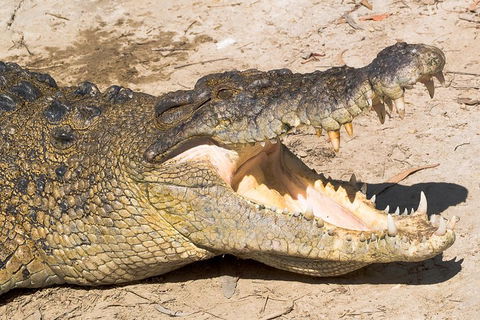 4-Day Cairns Ultimate Combo: Daintree Rainforest, Reef, Kuranda & Paronella Park - Broome Tourism 0