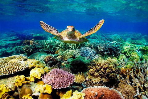 4-Day Cairns Ultimate Combo: Daintree Rainforest, Reef, Kuranda & Paronella Park - Broome Tourism 3