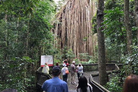 4-Day Cairns Ultimate Combo: Daintree Rainforest, Reef, Kuranda & Paronella Park - Broome Tourism 5