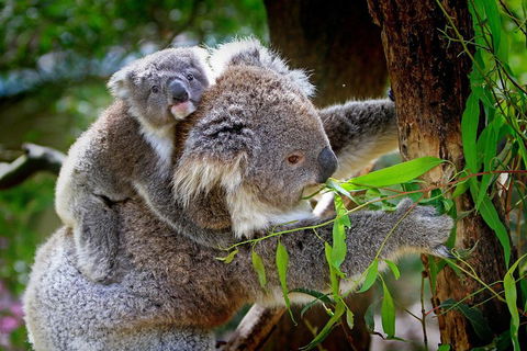 Private Two Day Great Ocean Road Tour - Broome Tourism 2