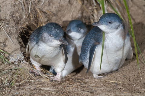 1 Day Exclusively Private Tour Of Phillip Island & The Penguin Parade - Broome Tourism 5