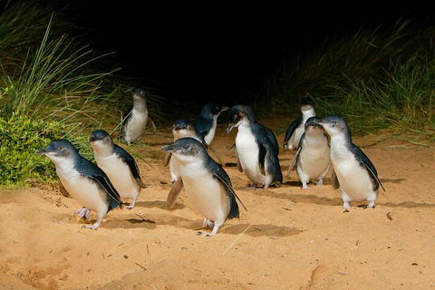 2 Day Exclusively Private Tour Of Phillip Island & The Great Ocean Road - Broome Tourism 3