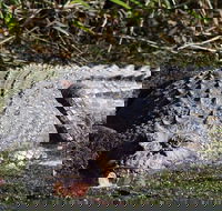 Full Day Tour in the Daintree - Broome Tourism