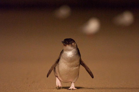 Phillip Island Medium Size Group Tour - Broome Tourism 4
