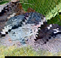 Private Blue Mountains Tour with Kangaroo and Koala Experience - Broome Tourism