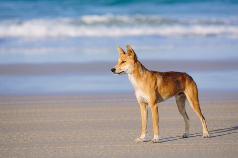 Fraser Island 4WD Tour From Noosa - Broome Tourism 5