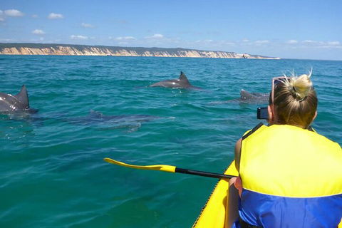Kayak With Dolphins And 4WD Great Beach Drive Day Trip From Noosa - Broome Tourism 1