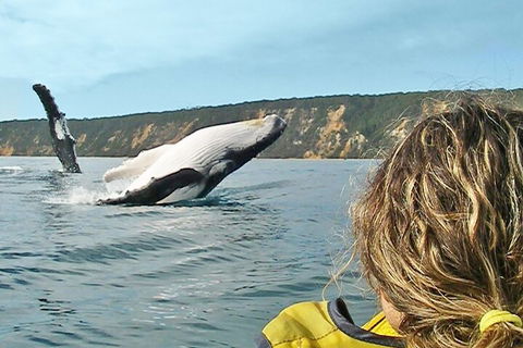 Kayak With Dolphins And 4WD Great Beach Drive Day Trip From Noosa - Broome Tourism 3