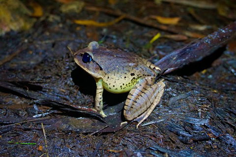 Glow Worms Private Tour - Nocturnal Rainforest Walk - Broome Tourism 0