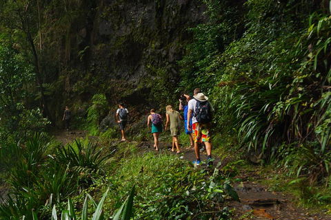 Glow Worms Private Tour - Nocturnal Rainforest Walk - Broome Tourism 1