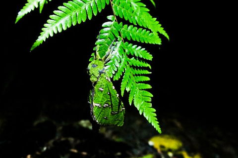 Glow Worms Private Tour - Nocturnal Rainforest Walk - Broome Tourism 2