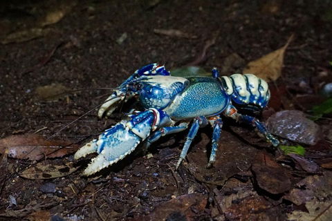 Glow Worms Private Tour - Nocturnal Rainforest Walk - Broome Tourism 4