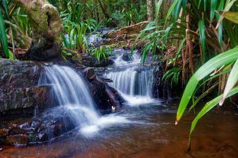 Glow Worms Private Tour - Nocturnal Rainforest Walk - Broome Tourism 5