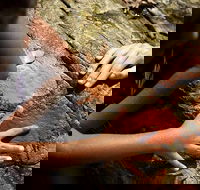 Ngana Julaymba Dungay - Full Day - Broome Tourism