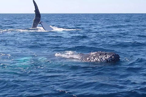 Noosa Whale Watching - Broome Tourism 0