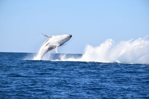 Noosa Whale Watching - Broome Tourism 1