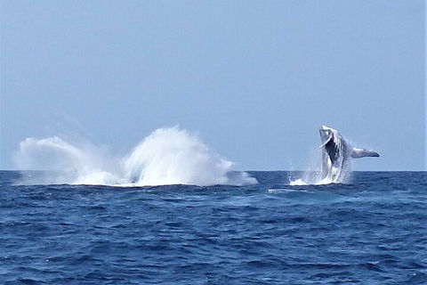 Noosa Whale Watching - Broome Tourism 2