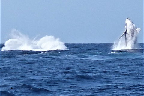 Noosa Whale Watching - Broome Tourism 3