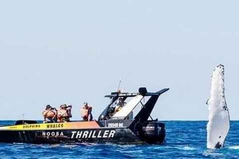 Noosa Whale Watching - Broome Tourism 4