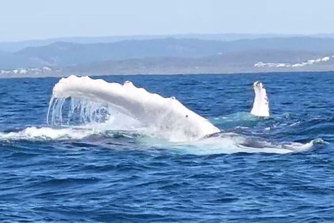 Noosa Whale Watching - Broome Tourism 5