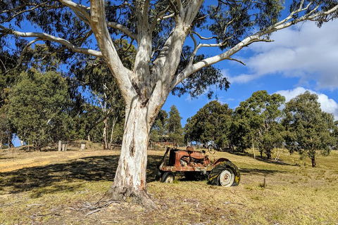 Blue Mountains Private Tour - Wild Kangaroos, Waterfalls And The Three Sisters - Broome Tourism 1
