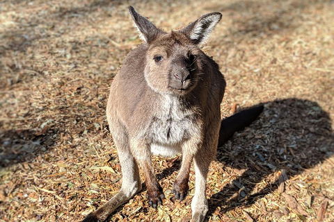 Blue Mountains Private Tour - Wild Kangaroos, Waterfalls And The Three Sisters - Broome Tourism 2