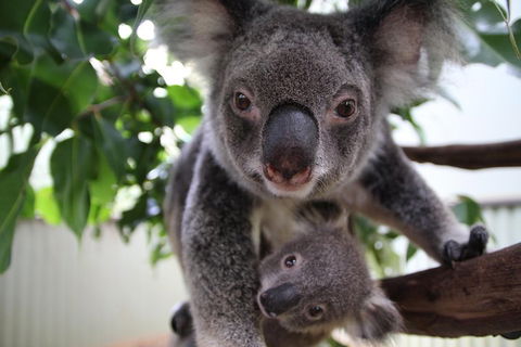 Kuranda Day Tour, TKS-RFS GRAND GOLD PLUS 0930 - Broome Tourism 1