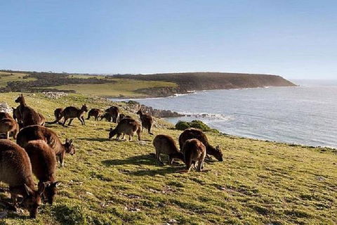 Kangaroo Island Personal Group Tours - Broome Tourism 0