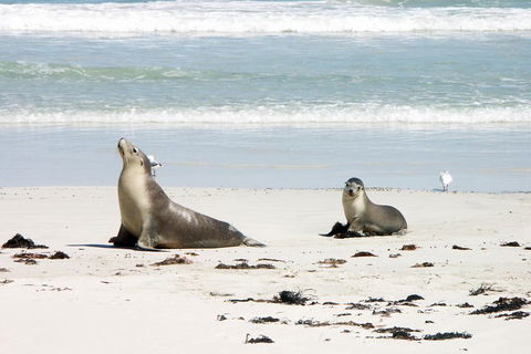 Kangaroo Island Personal Group Tours - Broome Tourism 3
